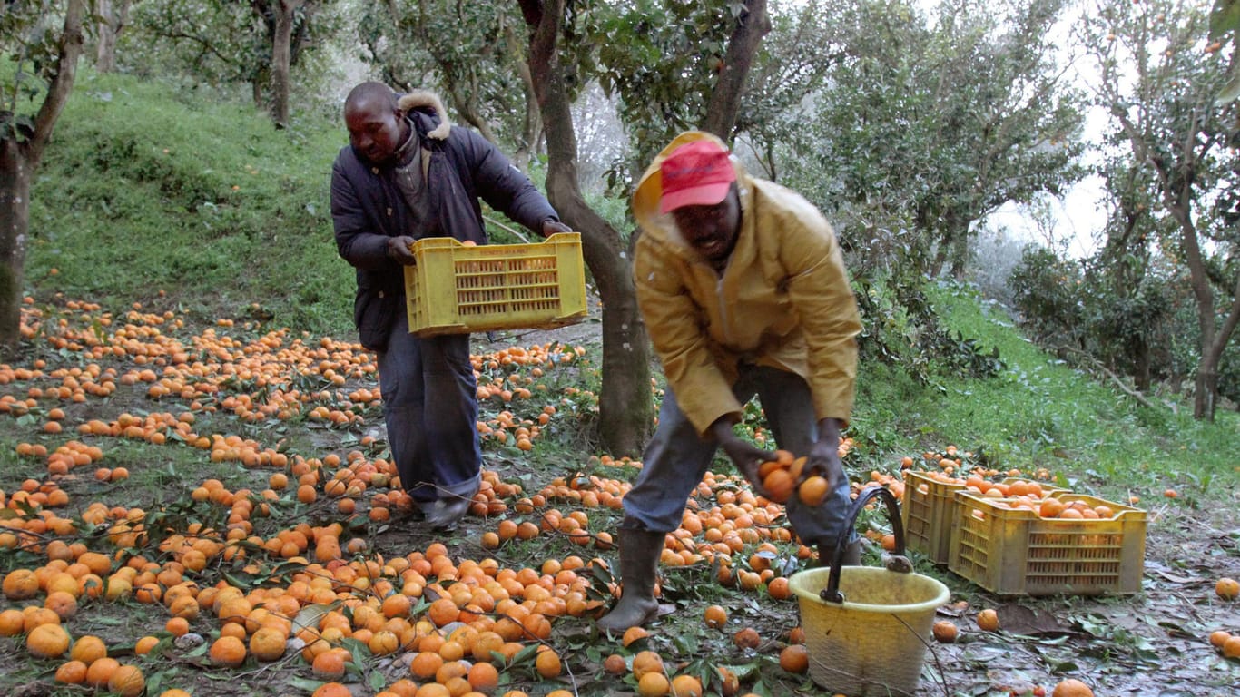 Afrikanische Arbeiter ernten Orangen: In Italien verdient die Mafia in der Landwirtschaft ordentlich mit. Migranten werden für die Ernte ausgebeutet.