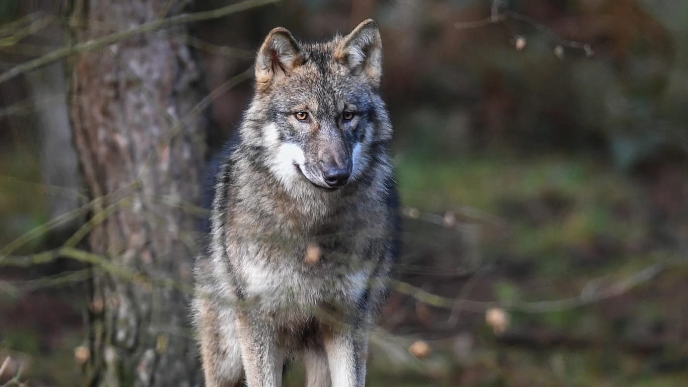 Ein Wolf in einem brandenburgischen Wildpark: Seit einigen Jahren sind Wölfe wieder Teil der deutschen Wildnis.