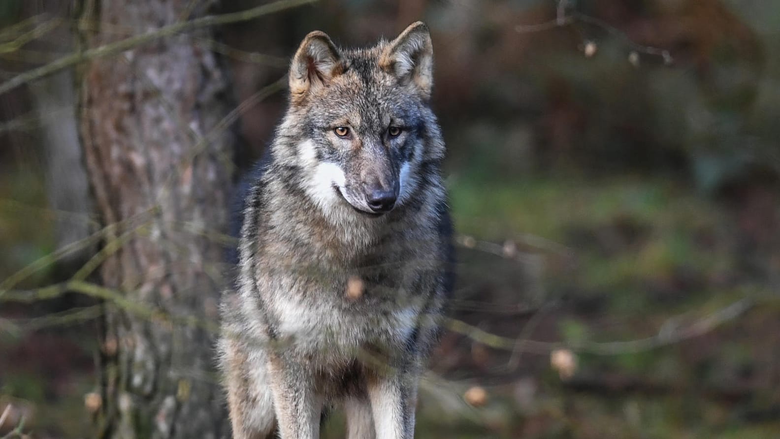 Ein Wolf in einem brandenburgischen Wildpark: Seit einigen Jahren sind Wölfe wieder Teil der deutschen Wildnis. Ein Wolf in einem brandenburgischen Wildpark: Seit einigen Jahren sind Wölfe wieder Teil der deutschen Wildnis.