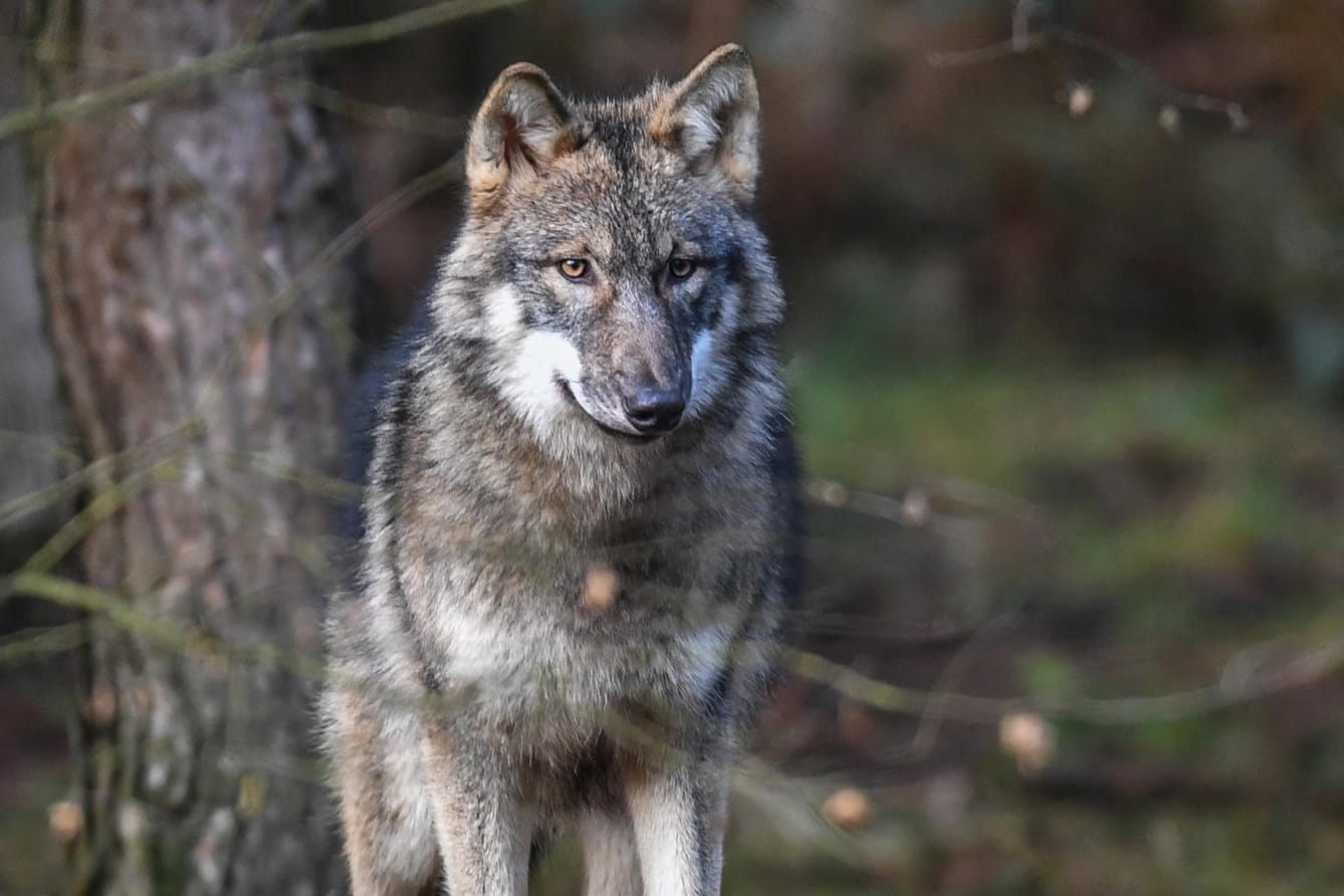 Ein Wolf in einem brandenburgischen Wildpark: Seit einigen Jahren sind Wölfe wieder Teil der deutschen Wildnis.