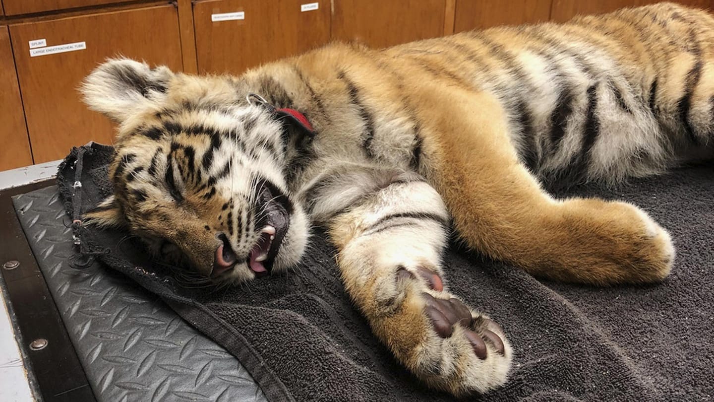 Das Tigerbaby: Schmuggler haben dem jungen Tier Beruhigungsmittel verabreicht. Das Tigerbaby: Schmuggler haben dem jungen Tier Beruhigungsmittel verabreicht.