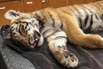 Das Tigerbaby: Schmuggler haben dem jungen Tier Beruhigungsmittel verabreicht.