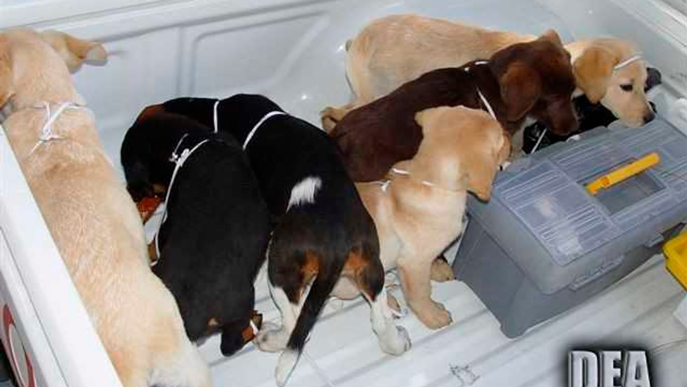 Hundewelpen, die von einer Farm in Kolumbien gerettet wurden: Weil er Heroinpäckchen in die Bäuche von Welpen operiert haben soll, droht einem kolumbianischen Tierarzt eine lange Haftstrafe in den USA.