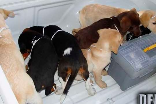 Hundewelpen, die von einer Farm in Kolumbien gerettet wurden: Weil er Heroinpäckchen in die Bäuche von Welpen operiert haben soll, droht einem kolumbianischen Tierarzt eine lange Haftstrafe in den USA.