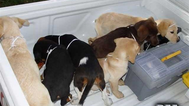 Von einer Farm in Kolumbien gerettete Hundewelpen, die für den Drogenschmuggel vorgesehen waren. Von einer Farm in Kolumbien gerettete Hundewelpen, die für den Drogenschmuggel vorgesehen waren.