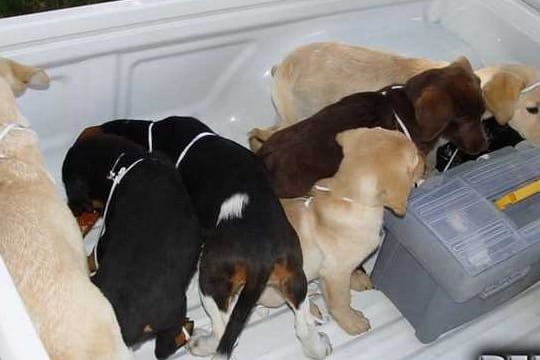 Von einer Farm in Kolumbien gerettete Hundewelpen, die für den Drogenschmuggel vorgesehen waren.