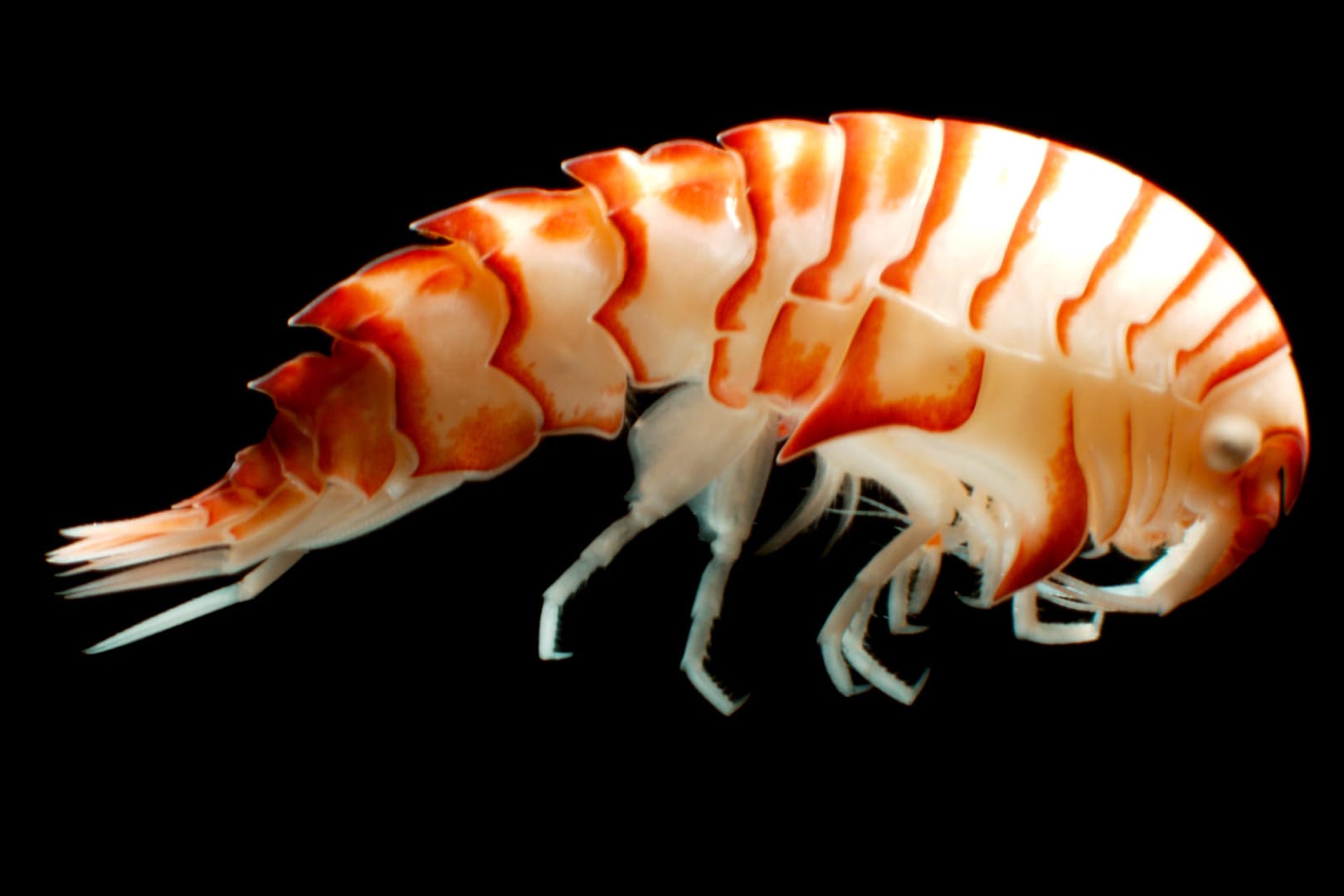 Ein Flohkrebs der bekannten Art Epimeria cornigera liegt auf einem schwarzen Untergrund: Wissenschaftler haben eine zweite, bisher unbekannte Flohkrebsart entdeckt.