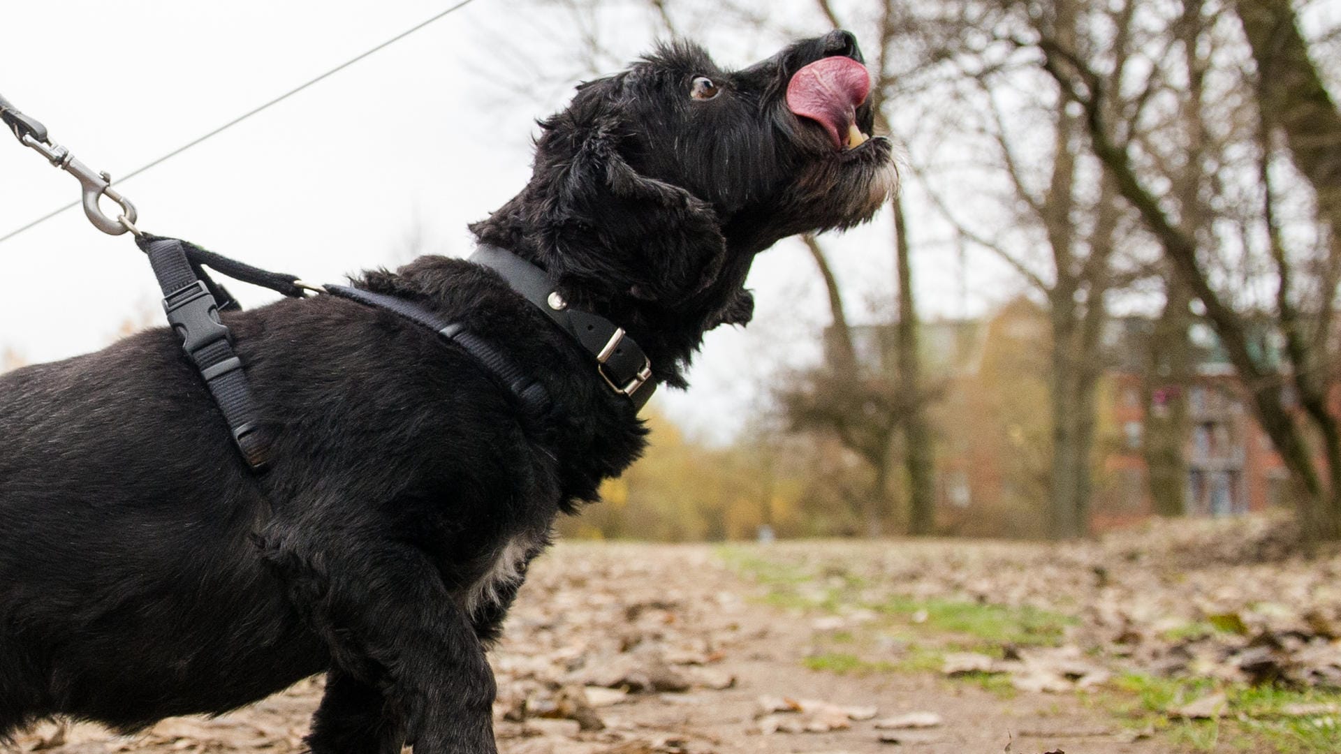 Ein angeleinter Hund im Park: Ein Konflikt um die Anleinpflicht zwischen zwei Hundebesitzern ist eskaliert, es kam zu einem handfesten Streit. (Symbolbild) Ein angeleinter Hund im Park: Ein Konflikt um die Anleinpflicht zwischen zwei Hundebesitzern ist eskaliert, es kam zu einem handfesten Streit. (Symbolbild)