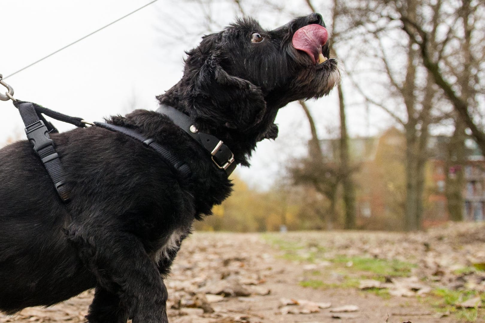 Ein angeleinter Hund im Park: Ein Konflikt um die Anleinpflicht zwischen zwei Hundebesitzern ist eskaliert, es kam zu einem handfesten Streit. (Symbolbild)