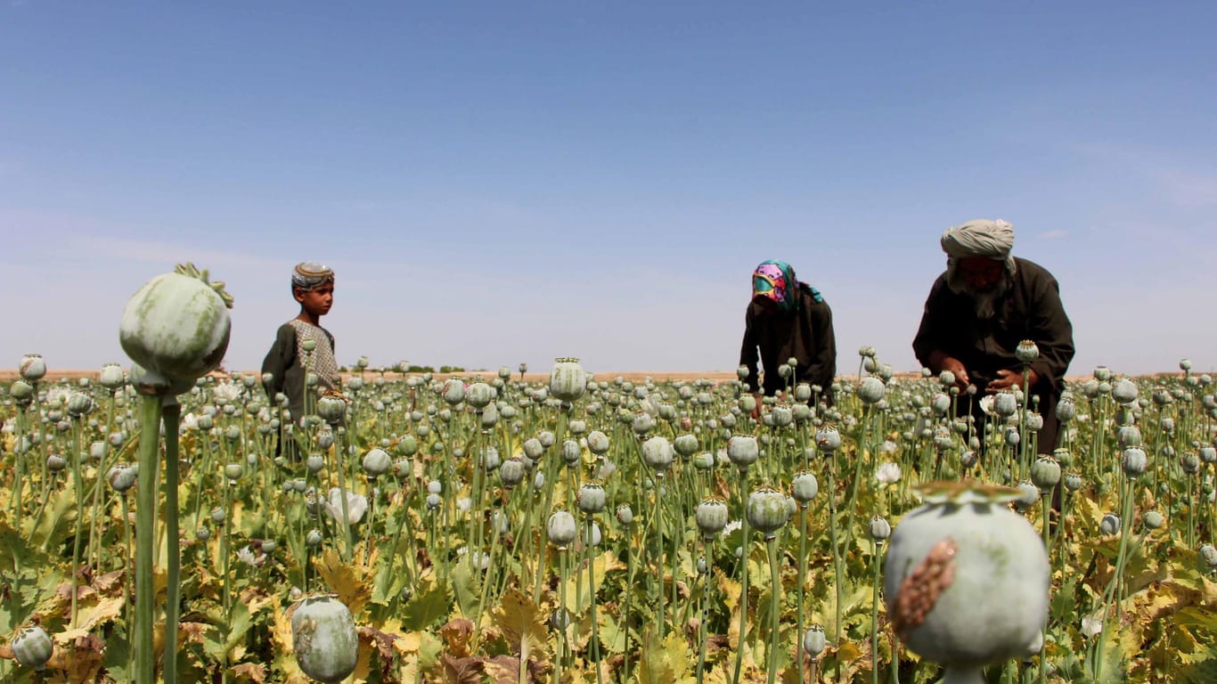 Mohnanbau in Afghanistan: Aus den Knollen wird Opium gewonnen. Aus Opium wird Morphin, aus Morphin wird Heroin hergestellt.