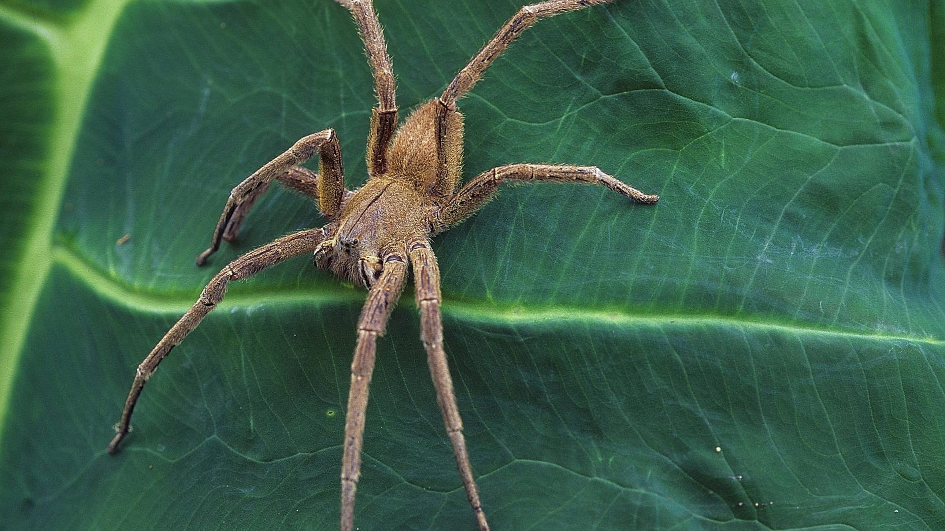 Die Brasilianische Wanderspinne: diese Spinnenart reist häufig in lateinamerikanischen Bananenkisten nach Deutschland. Die Brasilianische Wanderspinne: diese Spinnenart reist häufig in lateinamerikanischen Bananenkisten nach Deutschland.