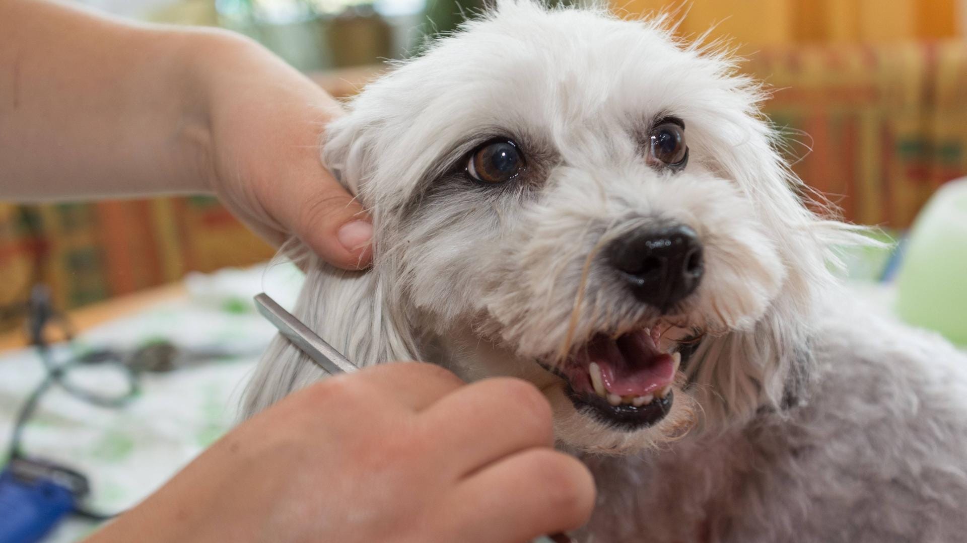 Hundefrisör bei der Fellpflege eines Havanesers: Für das Finanzamt ist es entscheidend, wo der Vierbeiner frisiert wird.