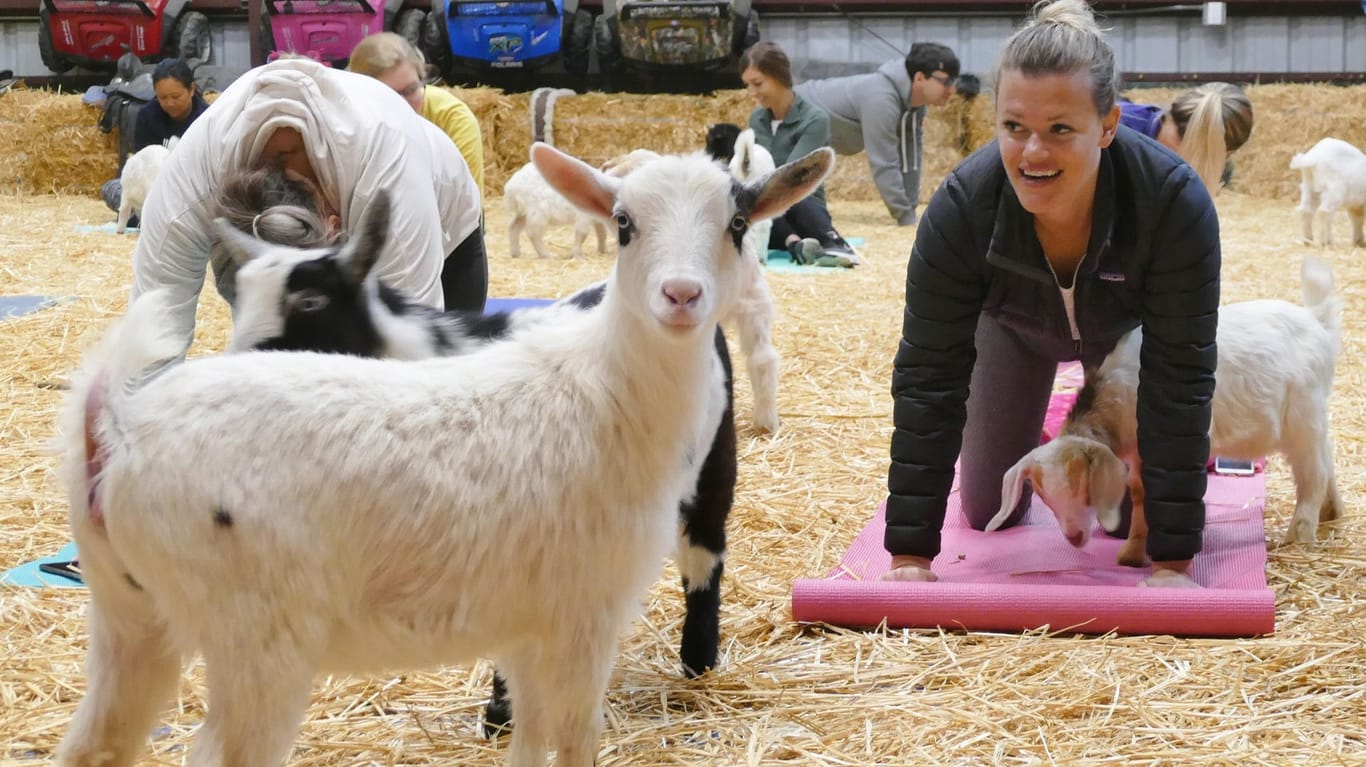 Vanessa O'Brien beim Yoga-Kurs mit Ziegen.