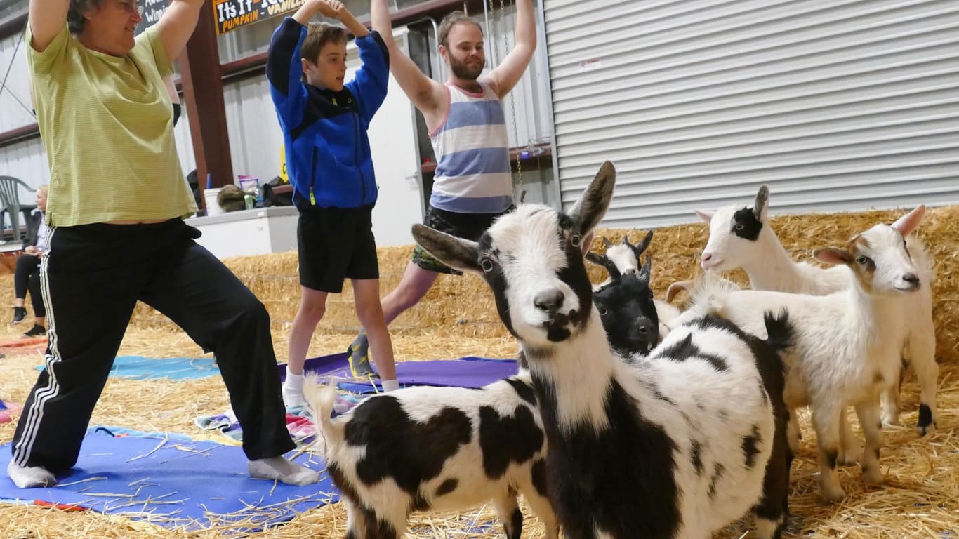 Teilnehmer eines Yoga-Kurses mit Ziegen: Manche Yogis verbiegen sich regelrecht auf der Suche nach ausgefallener Entspannung.