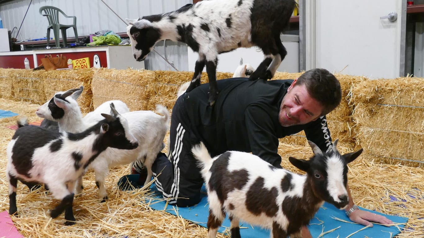 Ziegen umringen Kursteilnehmer Shawn O'Brien (42) beim Yoga-Kurs mit Ziegen.