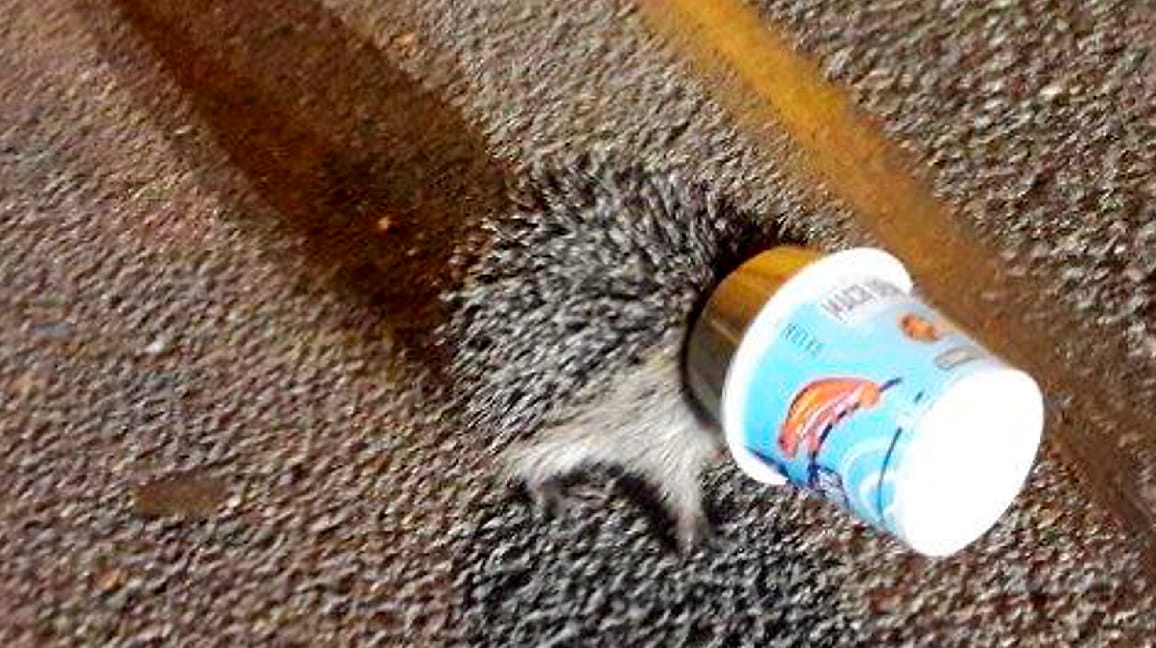 Ein Igel mit einem Einwegbecher über dem Kopf: In Schwandorf haben Polizeibeamte das Tier aus dem Becher gerettet. Ein Igel mit einem Einwegbecher über dem Kopf: In Schwandorf haben Polizeibeamte das Tier aus dem Becher gerettet.