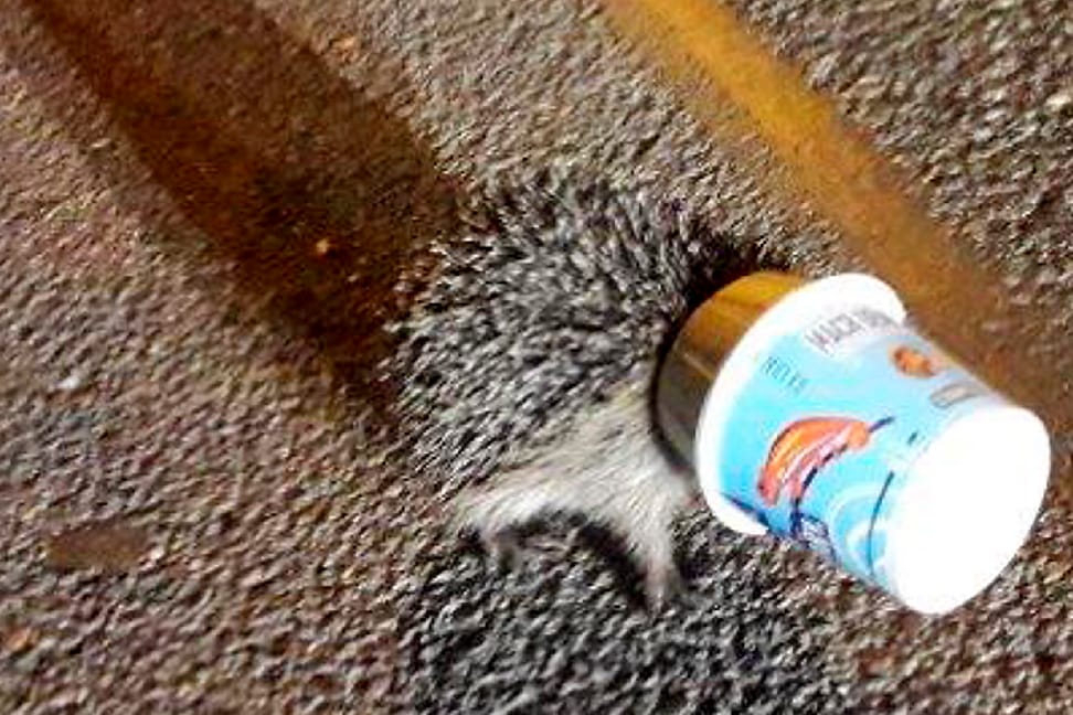 Ein Igel mit einem Einwegbecher über dem Kopf: In Schwandorf haben Polizeibeamte das Tier aus dem Becher gerettet.
