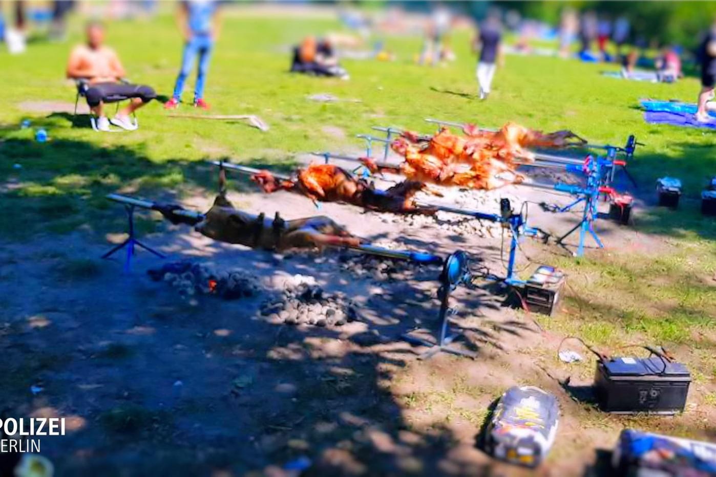 Grillparty extrem: Auf Spießen grillten insgesamt zwölf Schafe. Die Kohlen waren einfach auf dem Rasen verteilt worden.