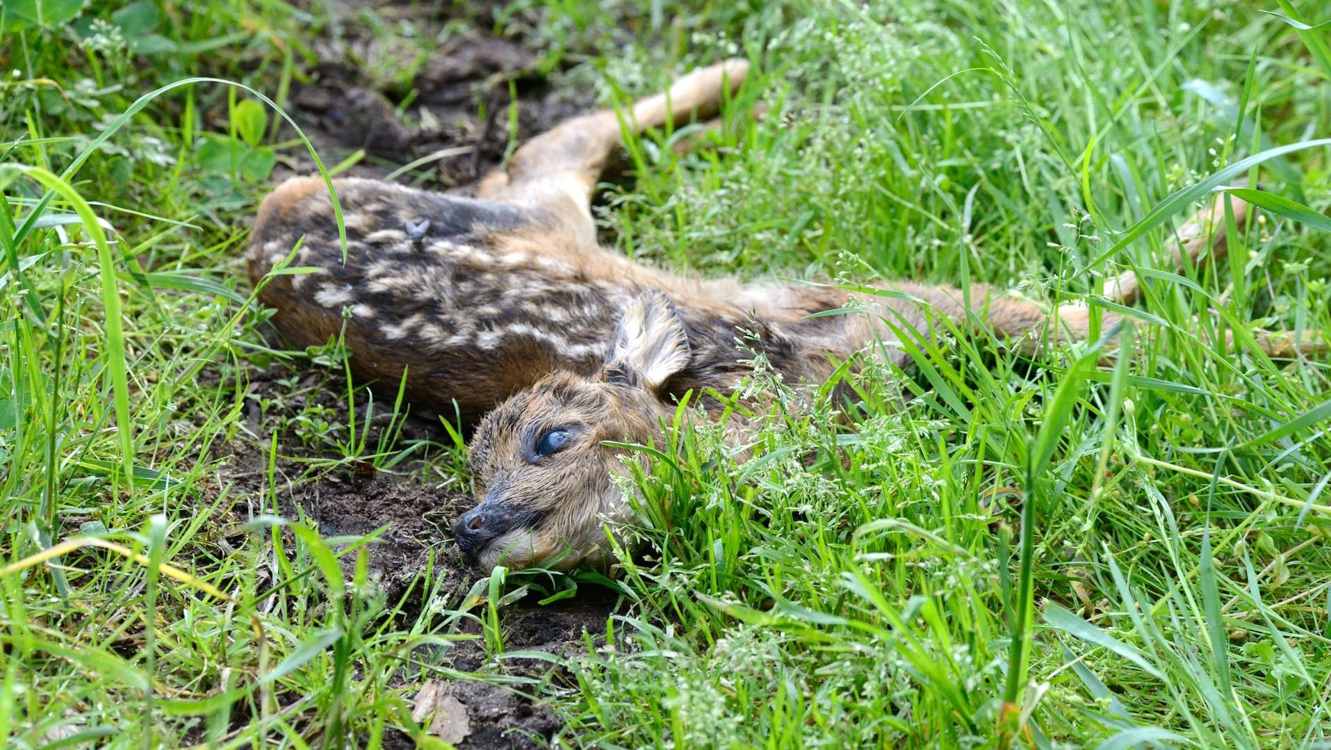 Überfahrenes Rehkitz im Gras