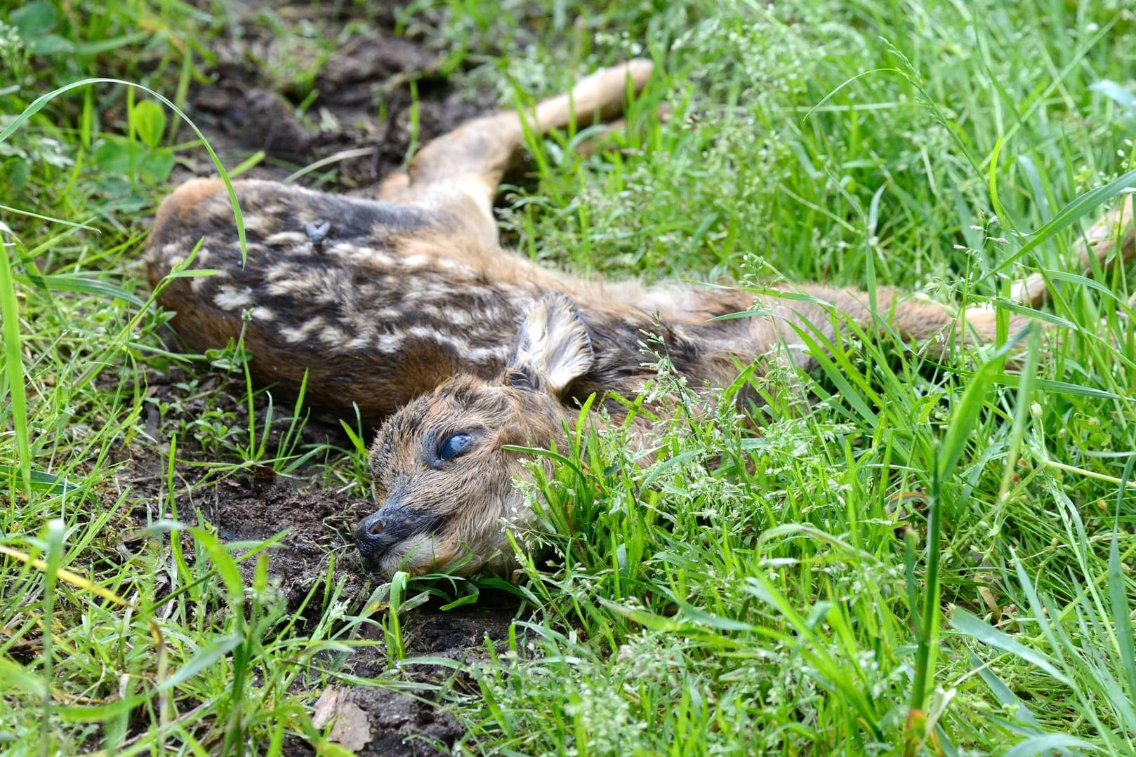 Überfahrenes Rehkitz im Gras