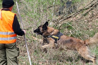 Eine Hundestaffel der Polizei durchsucht ein Waldgebiet: Polizei sucht zwei Dreijährige mit Hundestaffel und Hubschrauber.