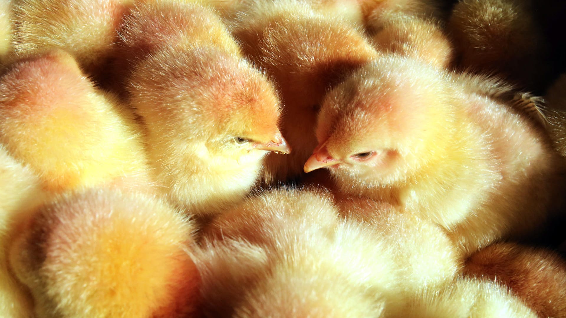 Küken: Am Brüsseler Flughafen sind 20.000 Küken der kleinen Tiere getötet worden. Küken: Am Brüsseler Flughafen sind 20.000 Küken der kleinen Tiere getötet worden.