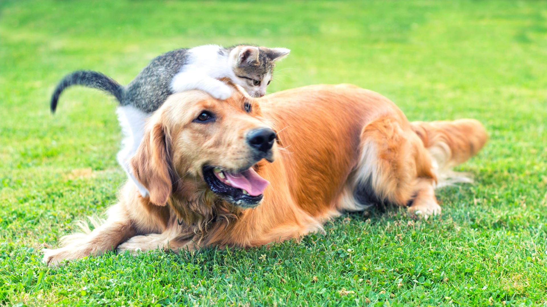 Eine Katze spielt mit einem Hund: Hierzulande ist die Zahl der Haustiere gestiegen.