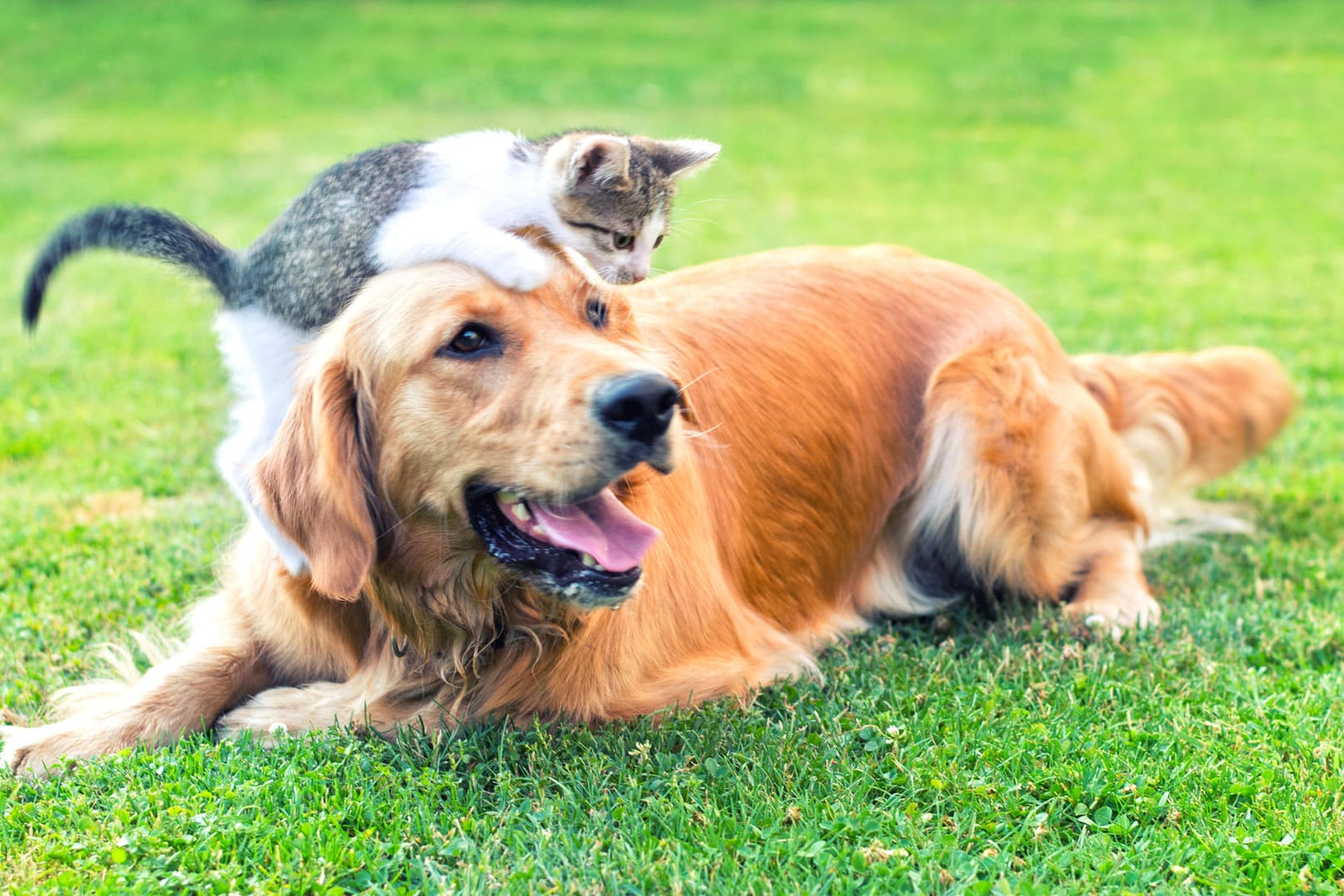 Eine Katze spielt mit einem Hund: Hierzulande ist die Zahl der Haustiere gestiegen.