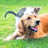 Eine Katze spielt mit einem Hund: Hierzulande ist die Zahl der Haustiere gestiegen.