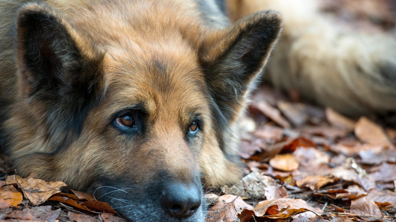 Ein Schäferhund im Wald: Der Hund, den ein Mann in Rudolstadt getreten haben soll, war nach Polizeiangaben ein Schäferhund.