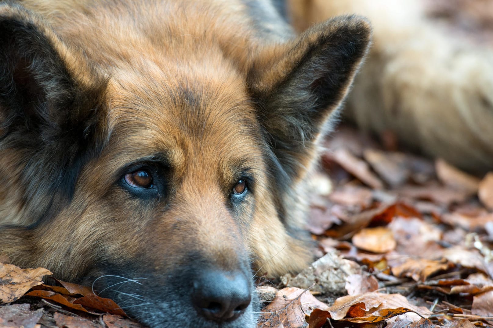 Ein Schäferhund im Wald: Der Hund, den ein Mann in Rudolstadt getreten haben soll, war nach Polizeiangaben ein Schäferhund.