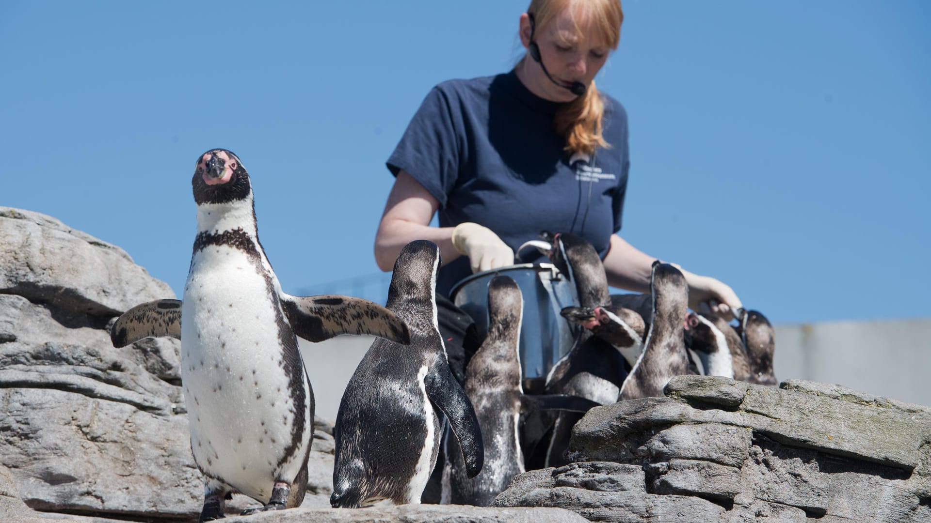 Hörtest für Pinguine