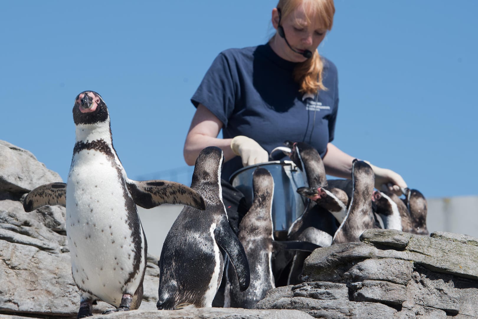 Hörtest für Pinguine