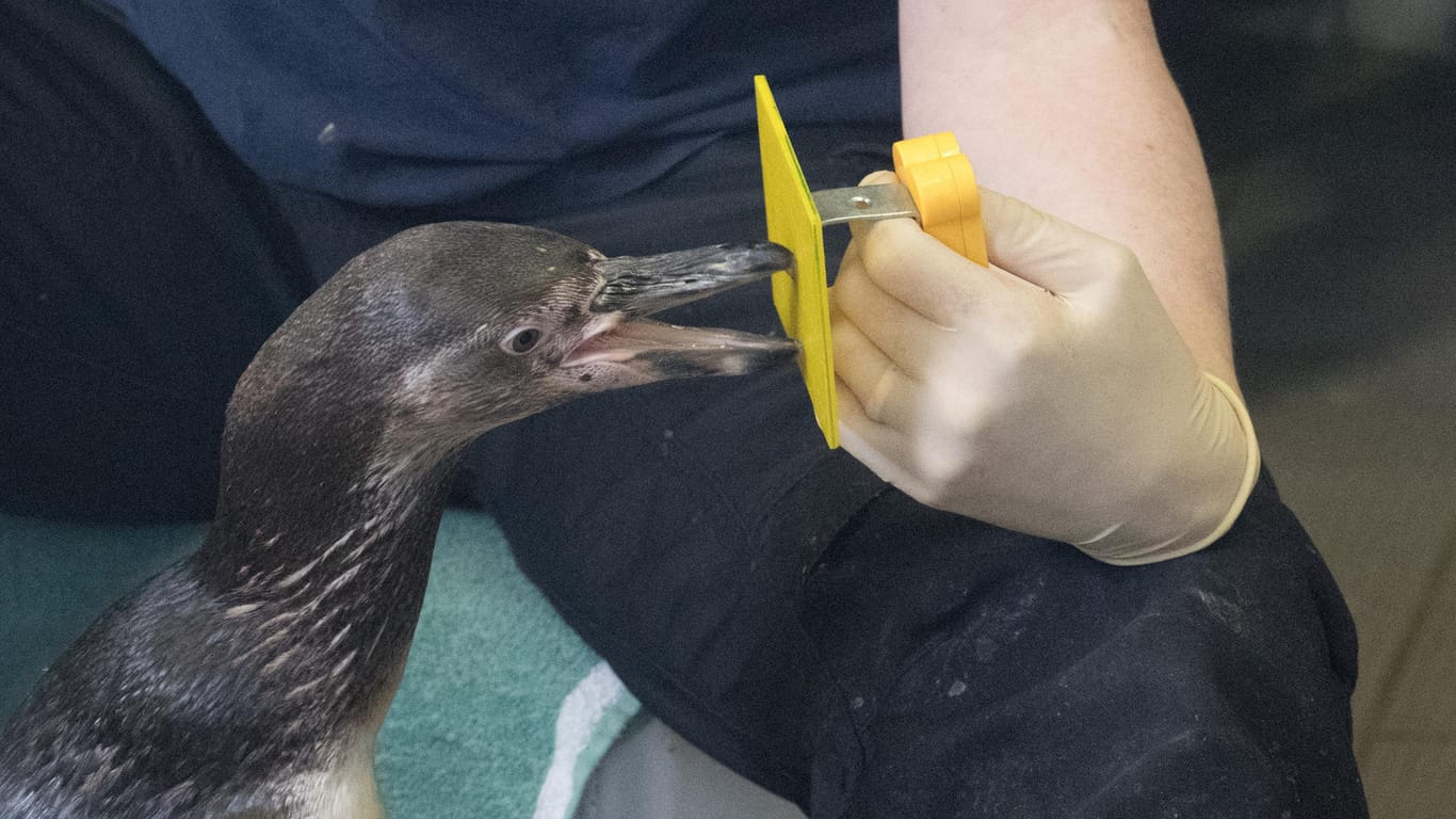 Training: Eine Tierpflegerin trainiert im Ozeaneum mit einem Pinguin.