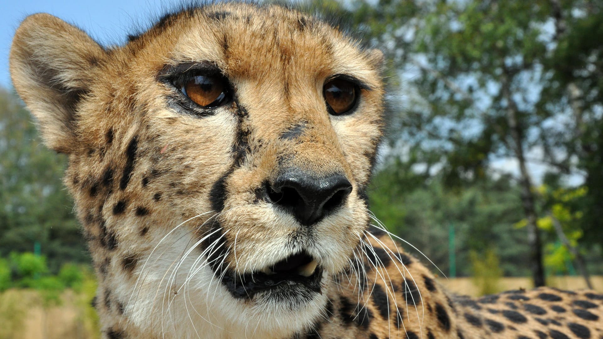 Ein Gepard in einem Safaripark: Die Familie hatte Glück im Unglück als sie unerlaubt aus ihrem Auto stieg. (Archivbild) Ein Gepard in einem Safaripark: Die Familie hatte Glück im Unglück als sie unerlaubt aus ihrem Auto stieg. (Archivbild)