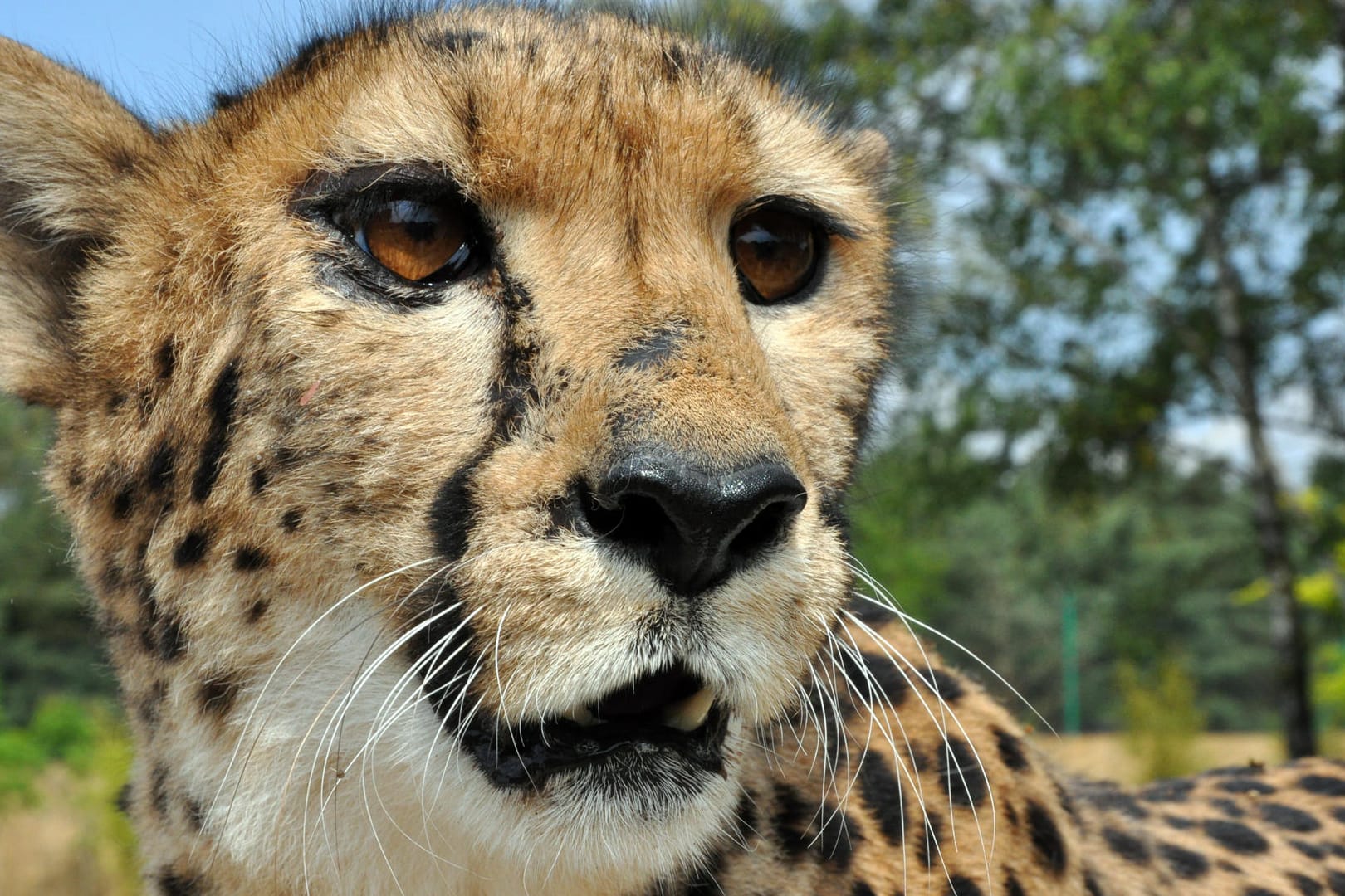 Ein Gepard in einem Safaripark: Die Familie hatte Glück im Unglück als sie unerlaubt aus ihrem Auto stieg. (Archivbild)