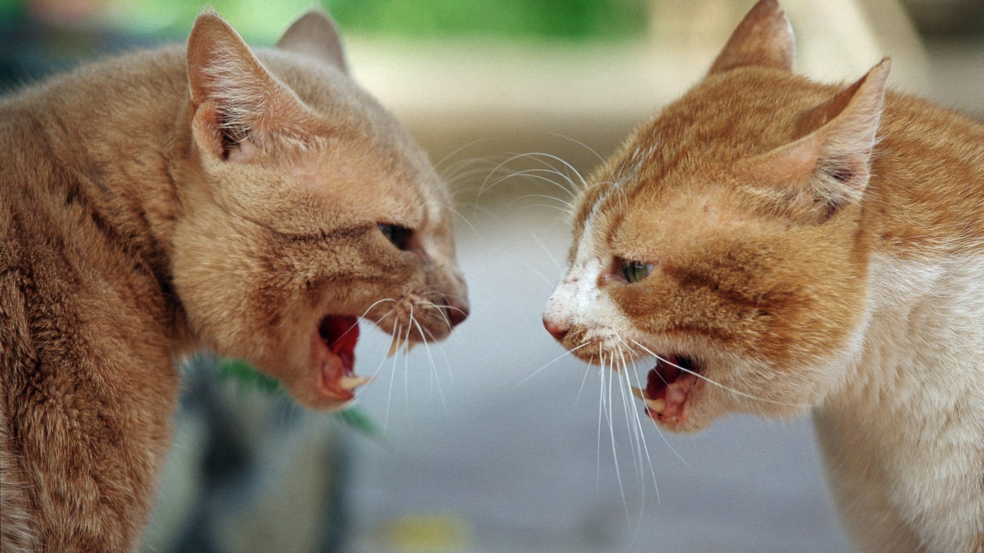 Zwei Katzen (Symbolbild): In einer Wohnung einer 25-jährigen US-Amerikanerin wurden über 100 Tiere gefunden. Zwei Katzen (Symbolbild): In einer Wohnung einer 25-jährigen US-Amerikanerin wurden über 100 Tiere gefunden.