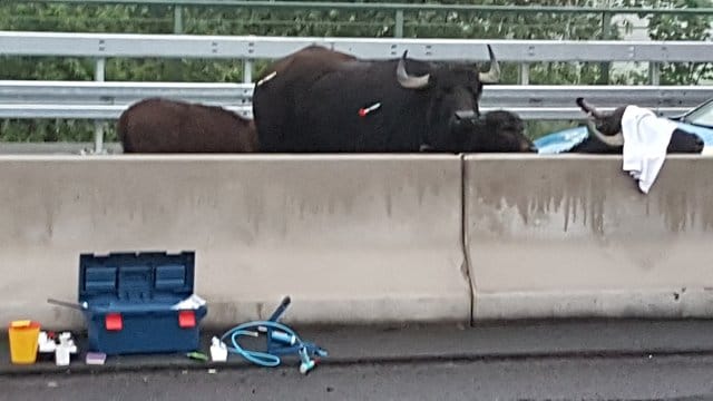 Betäubte Wasserbüfel stehen auf der A3 zwischen dem Dreieck Langenfeld und dem Kreuz Leverkusen.