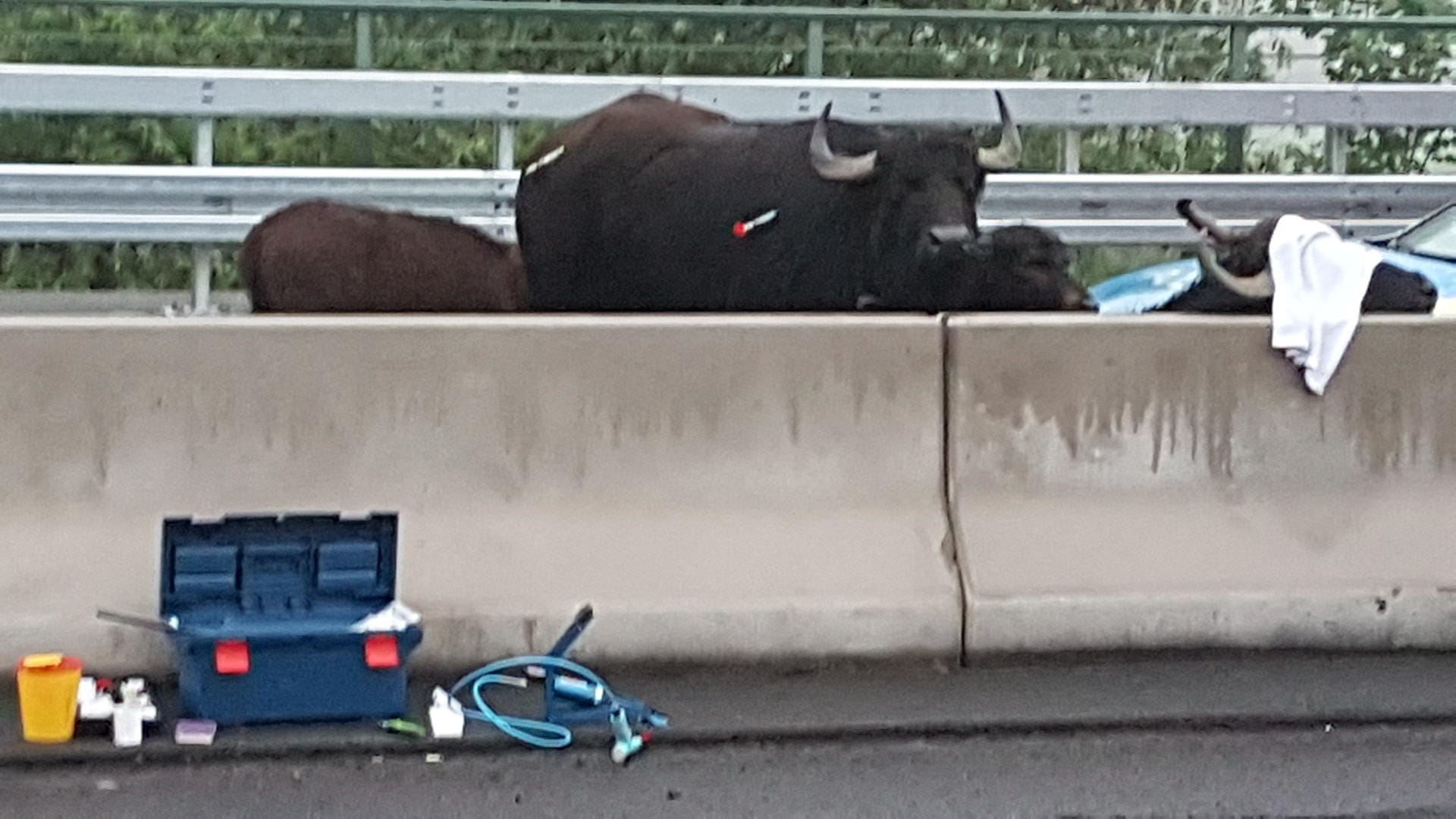 Betäubte Wasserbüffel auf der A3 bei Leverkusen: Erst am Morgen konnten die fünf Tiere abtransportiert werden. Betäubte Wasserbüffel auf der A3 bei Leverkusen: Erst am Morgen konnten die fünf Tiere abtransportiert werden.