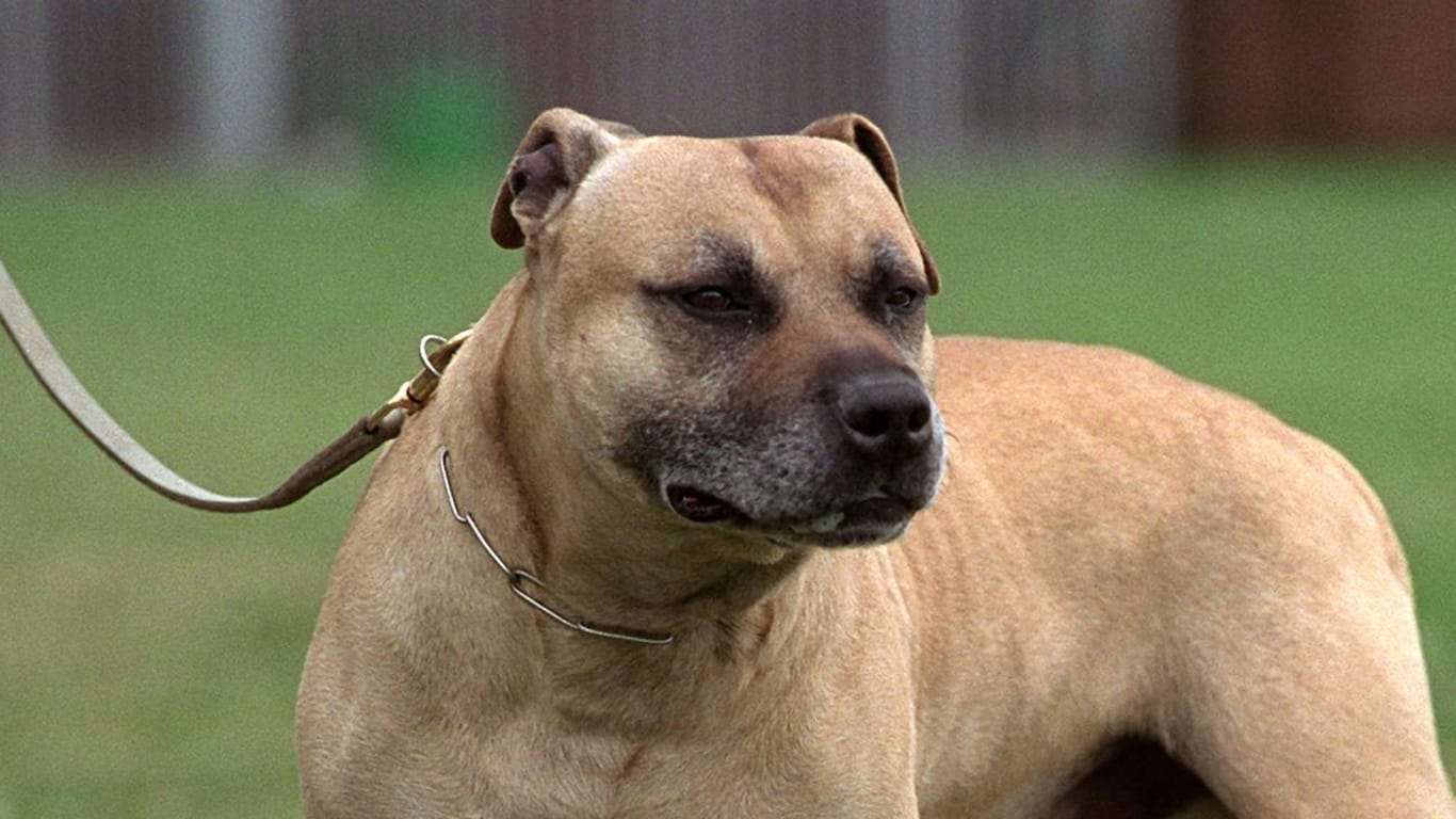 Ein American Staffordshire Terrier, der als Kampfhund gilt: In einem Park wurde ein syrischer Familienvater von Kampfhunden angegriffen, der genaue Tathergang ist noch unklar. (Symbolbild)