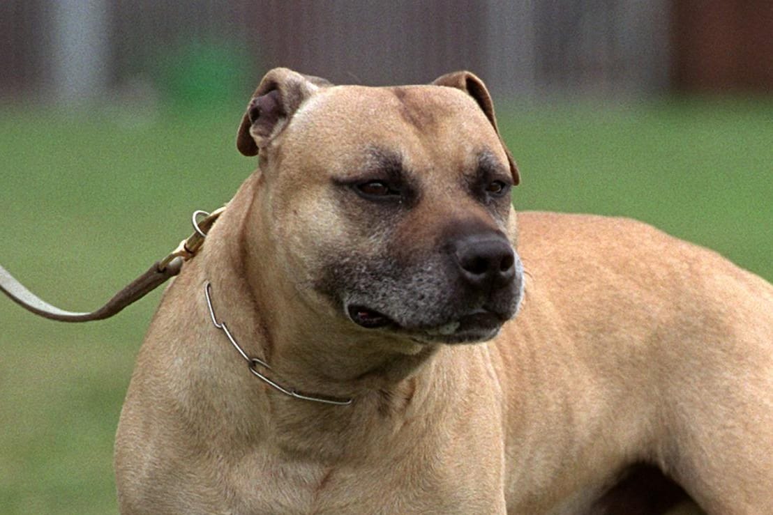 Ein American Staffordshire Terrier, der als Kampfhund gilt: In einem Park wurde ein syrischer Familienvater von Kampfhunden angegriffen, der genaue Tathergang ist noch unklar. (Symbolbild)