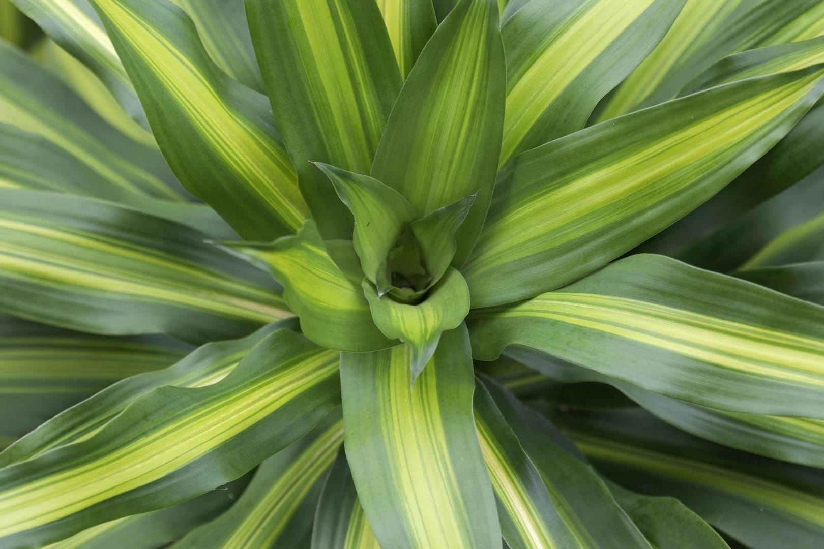 Drachenbaum