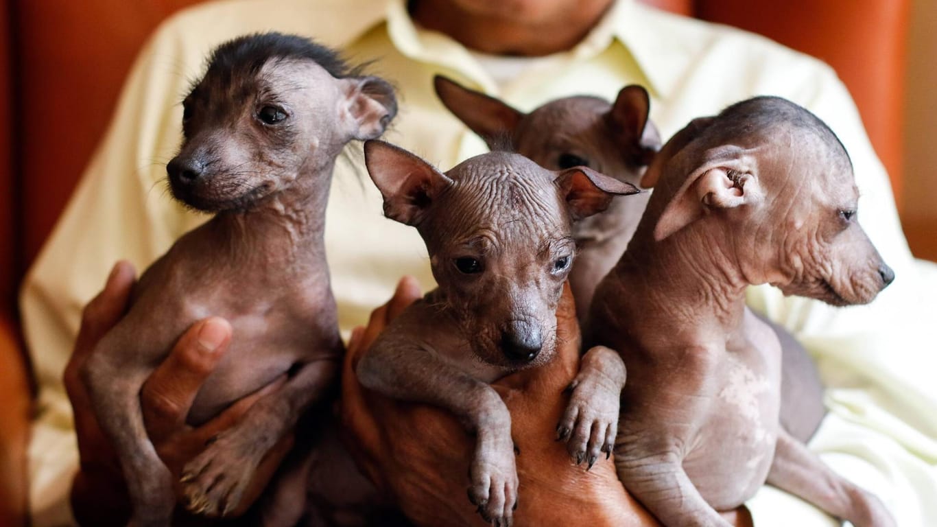Vier mexikanische Nackthunde werden in Händen gehalten