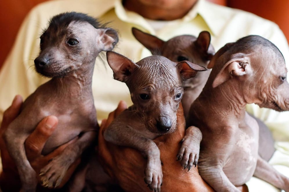 Vier mexikanische Nackthunde werden in Händen gehalten