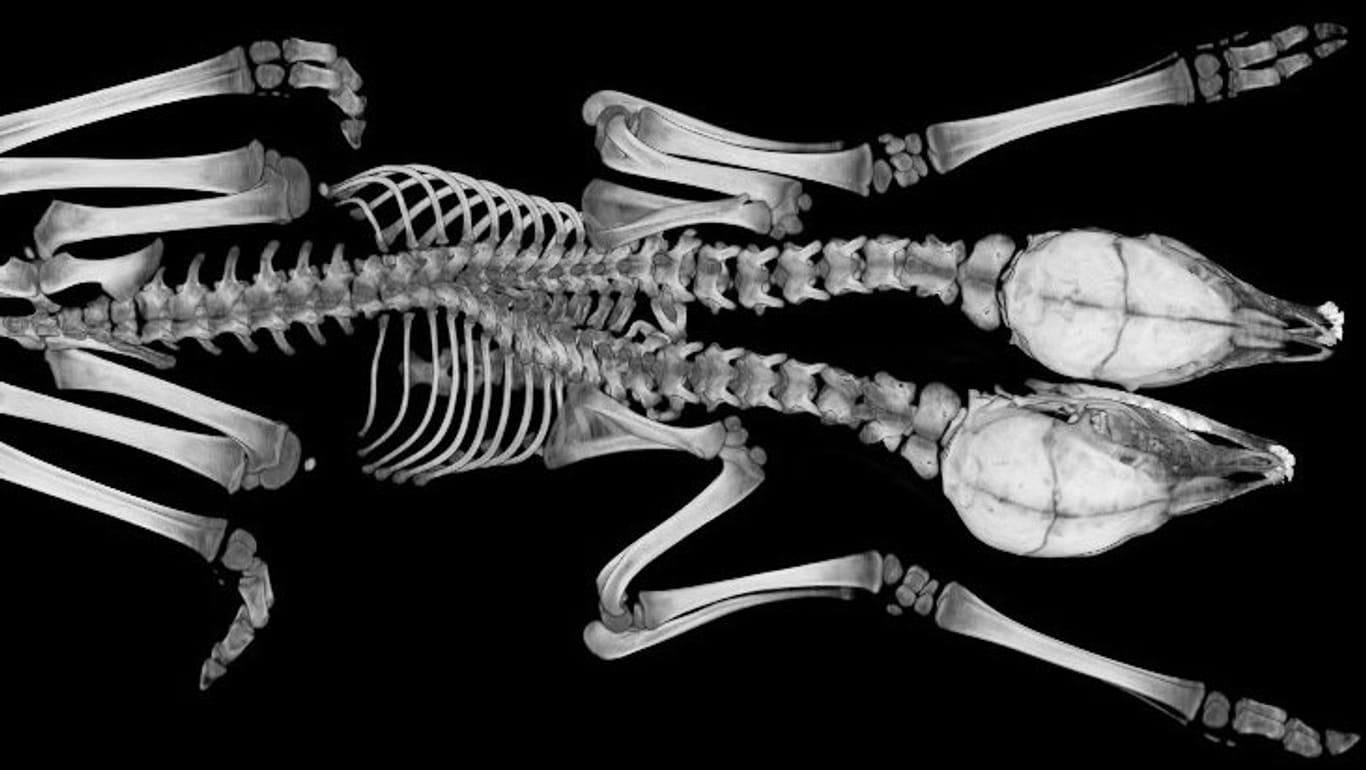 Das Röntgenbild des siamesischen Hirsches: Die Babys teilen sich den Körper, besitzen aber jeweils einen Hals und einen Kopf.