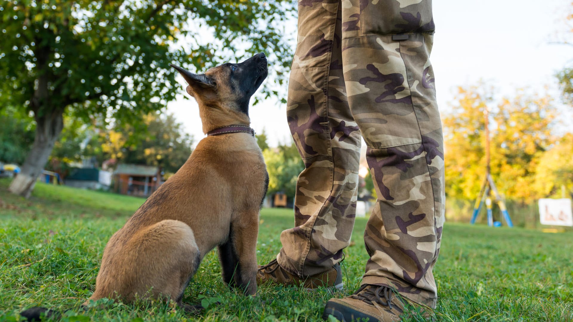 Belgischer Schäferhund