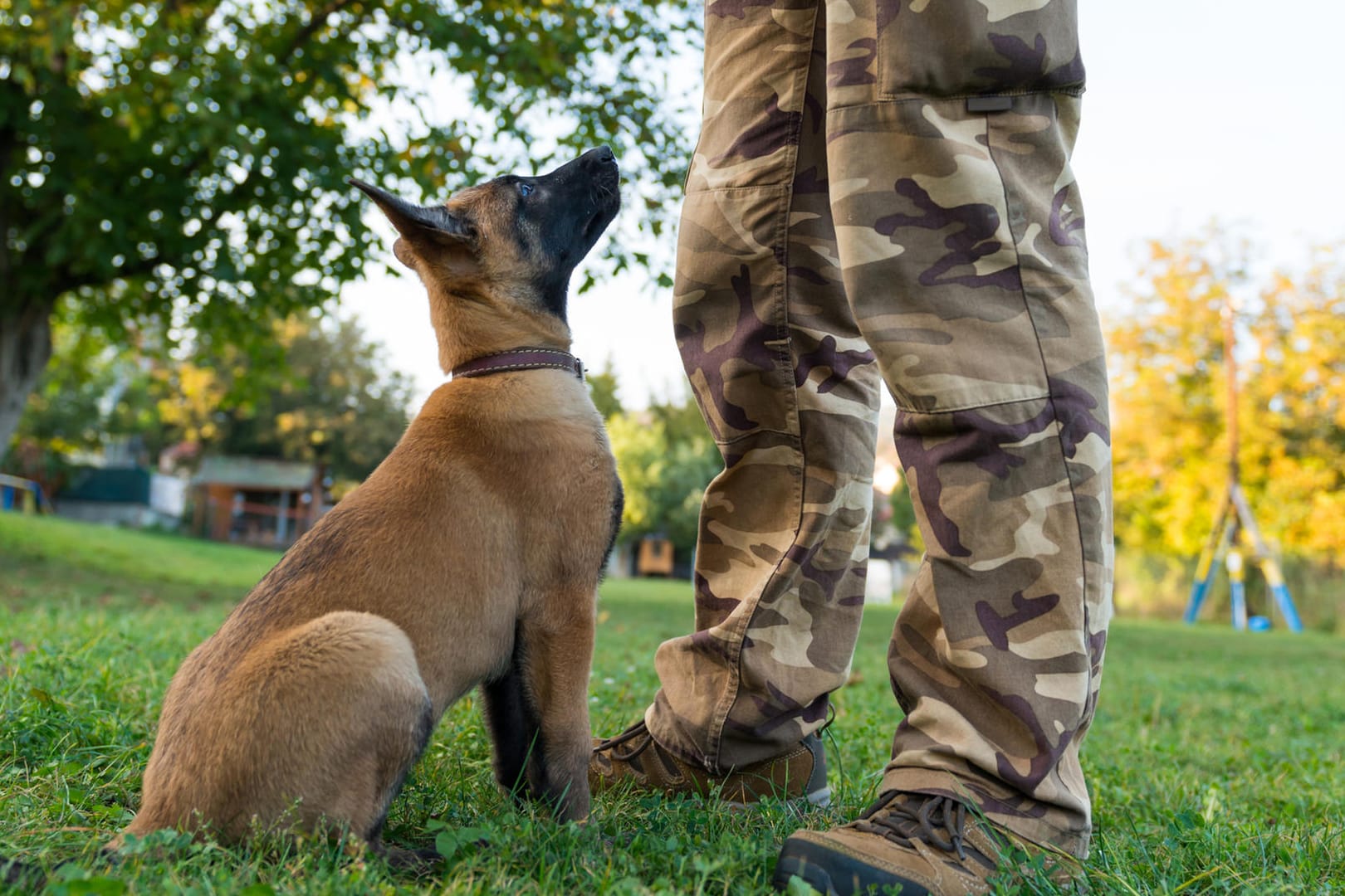 Belgischer Schäferhund