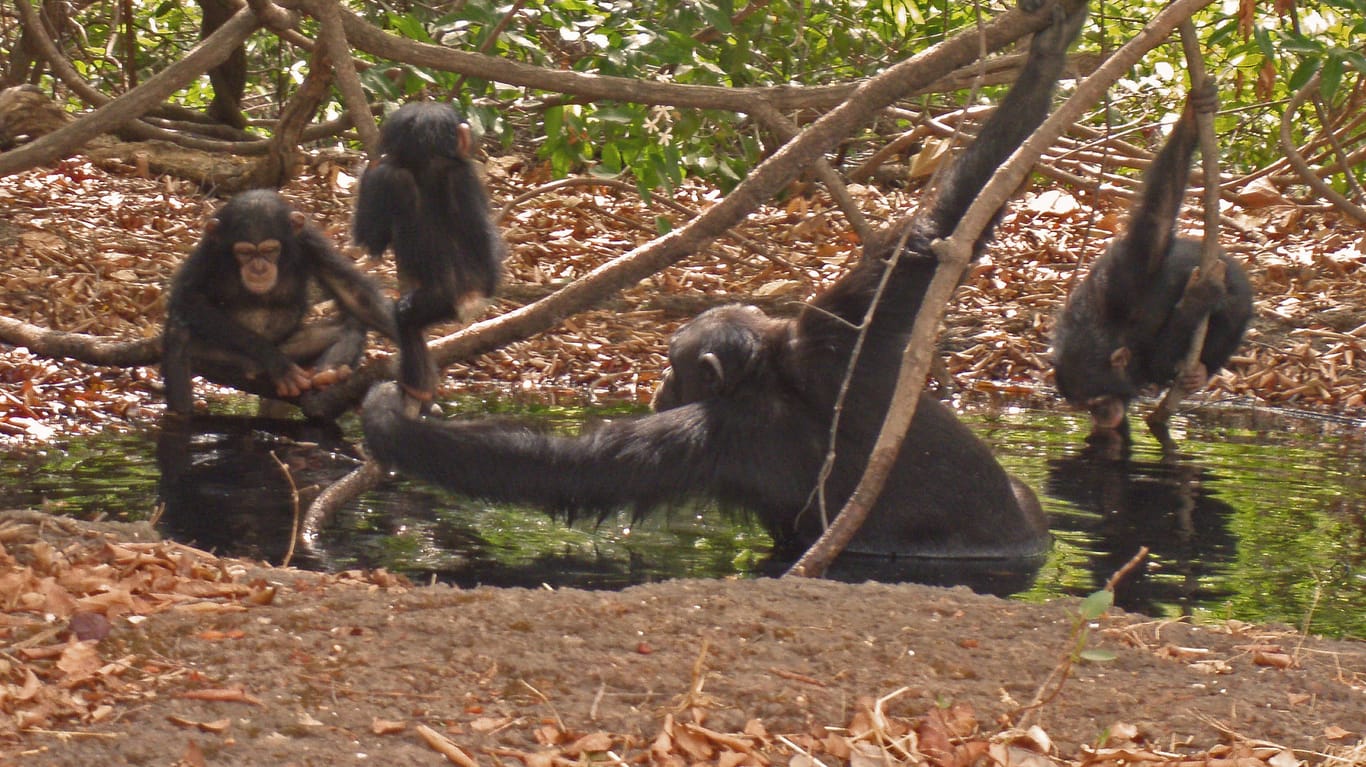 In der Savanne und Grassavanne lebende Schimpansen sitzen an einer Wasserquelle: Hohe Temperaturen macht den Affen Stress.