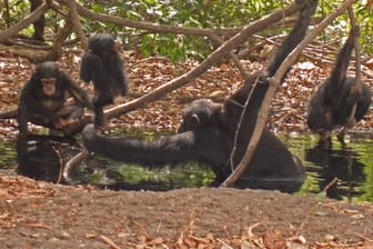 In der Savanne und Grassavanne lebende Schimpansen sitzen an einer Wasserquelle: Hohe Temperaturen macht den Affen Stress.