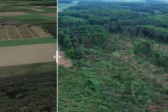 Am Boden zerstört: Bäume im Wald zwischen Boisheim und Dilkrath nach dem Tornado in Schwalmtal.